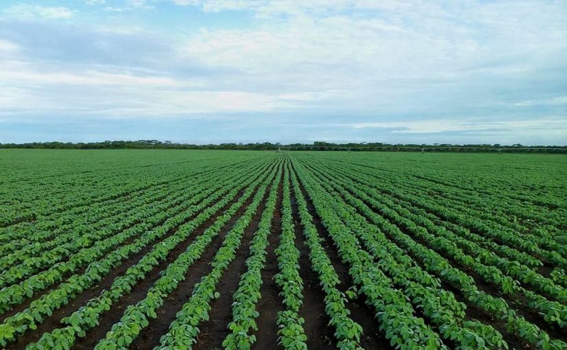 Agriculture Invoice Template